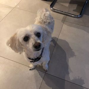 Meet your Posher, Maya